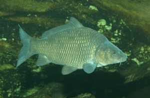 carp