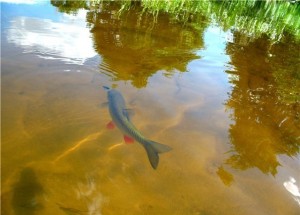 golavl in water