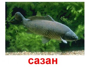 сазан